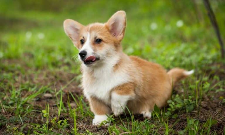 Why Do Corgis Run In Circles? - Corgi Care