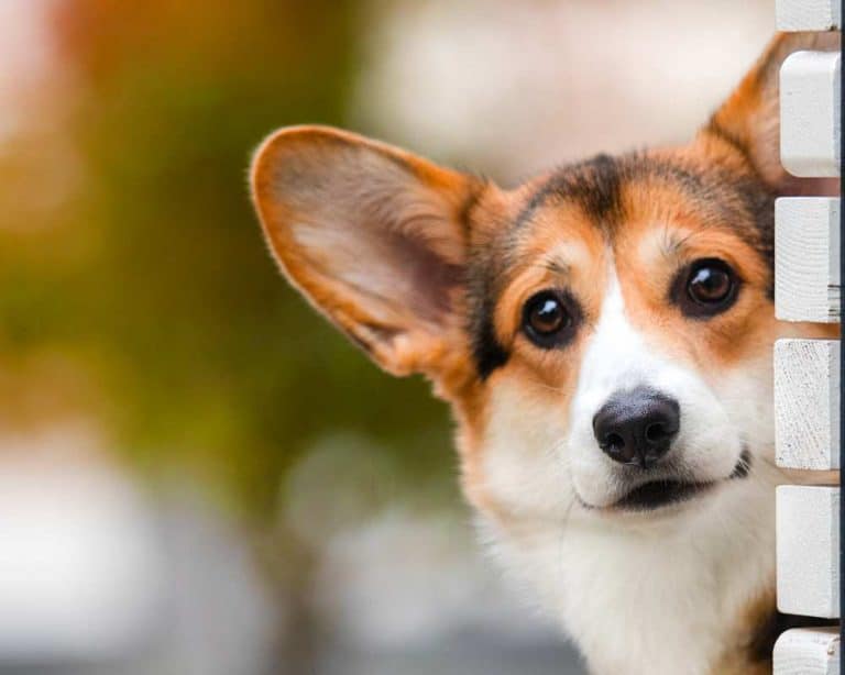 Corgi Shedding: Do Corgis Shed A Lot? - Corgi Care