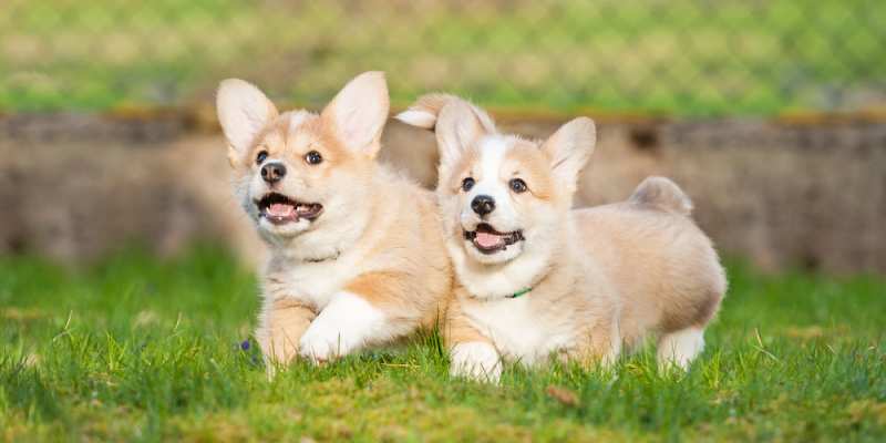 Pros And Cons About Corgis: Good Things And Bad Things - Corgi Care