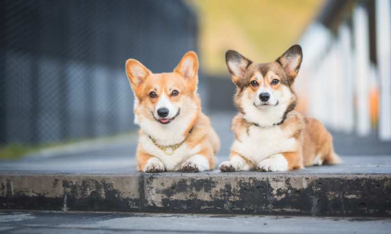 is a male or female corgi better