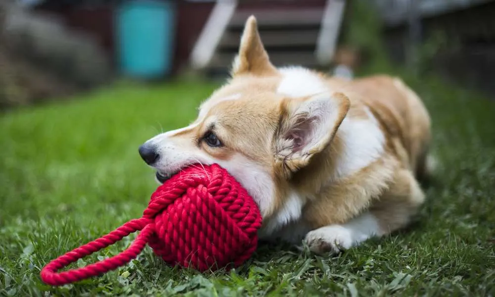 Are Aggressive Chewers