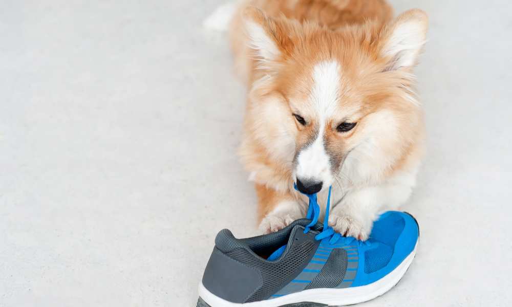 Are Aggressive Chewers