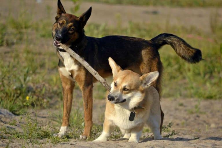 Are An Aggressive Breed? Care