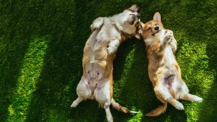 Are Corgis Better In Pairs?