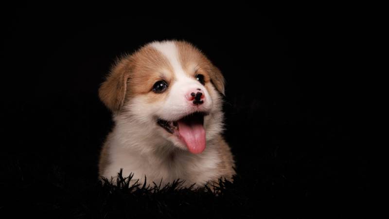 are newborn border collies have pink and black nose