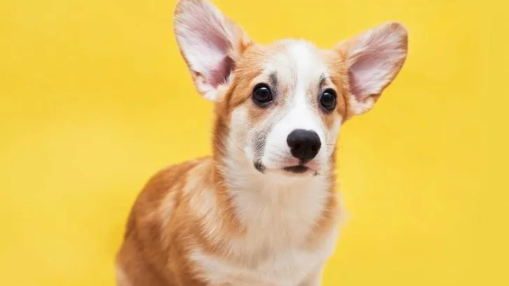 Are Corgis Endangered? Are Corgis Going Extinct?