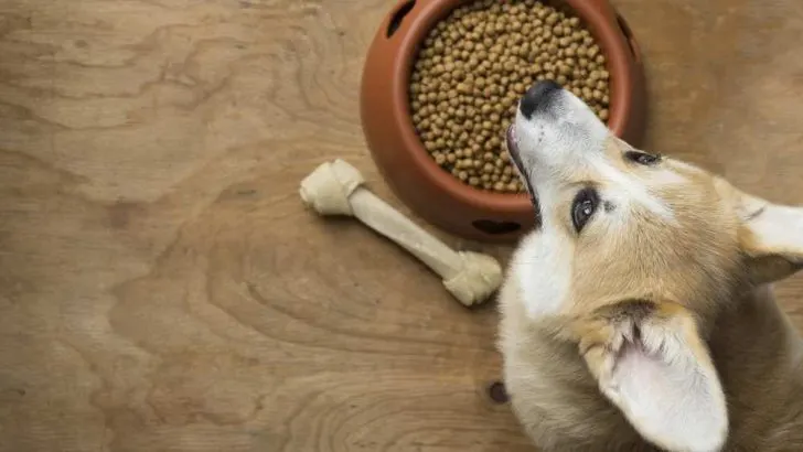 Are Corgis Food Aggressive?