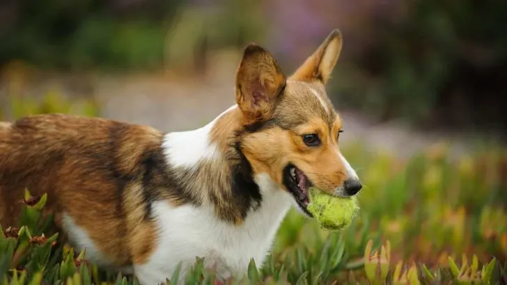 Are Corgis Good At Fetch? Can Corgis Play Frisbee?