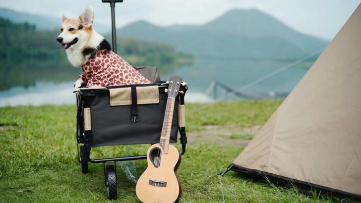 Go Camping With Corgis: Are Corgis Good Camping Dogs?
