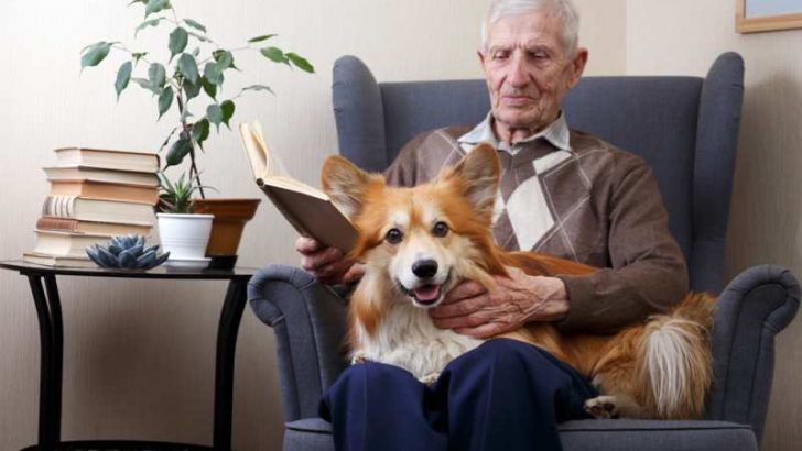 Are Corgis Good Dogs For Seniors?