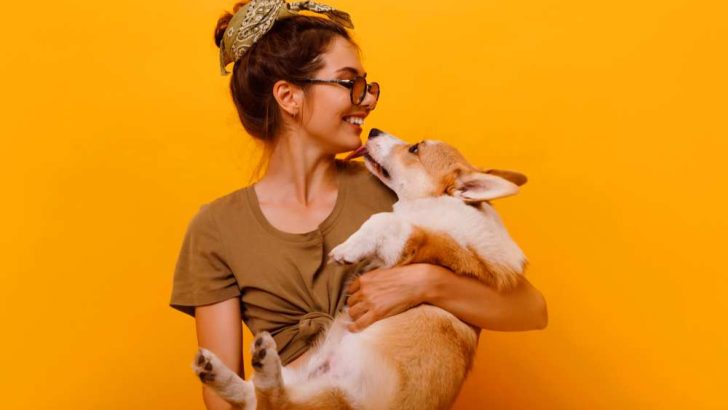 Are Corgis Good Emotional Support Dog?