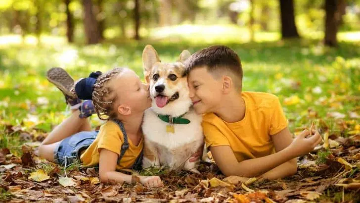 Are Corgis Good Family Dogs? Do Corgis Make Good Family Dogs?