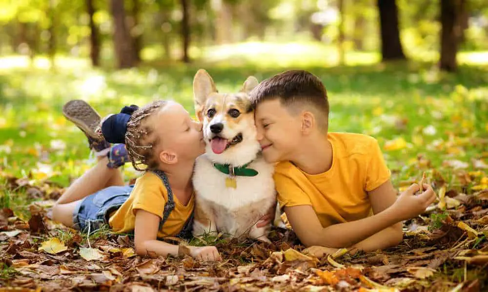 are corgis friendly dogs