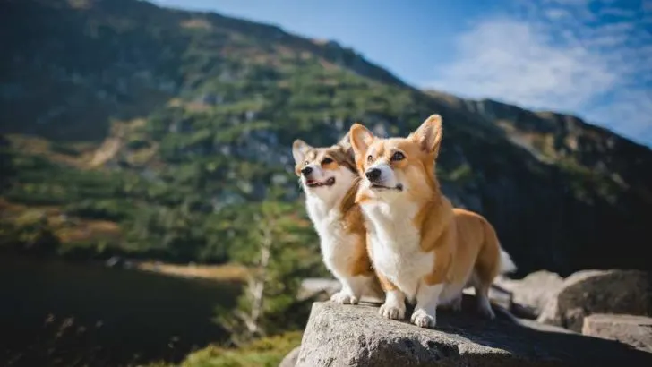 Can Corgis Go On Hikes? Are Corgis Good Hiking Dogs?