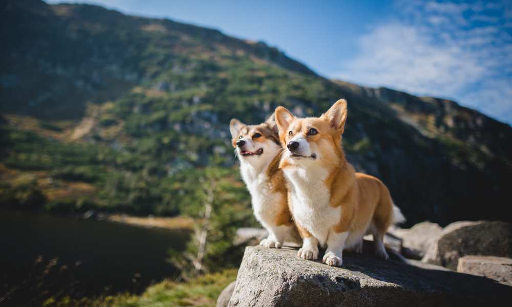 hiking with corgi