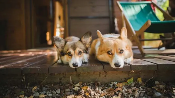 Are Corgis Good House Dogs?