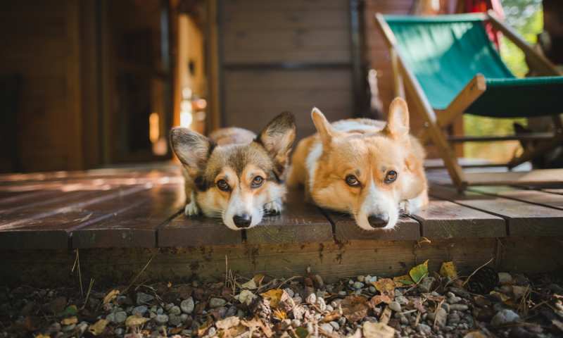 are corgis good house dogs