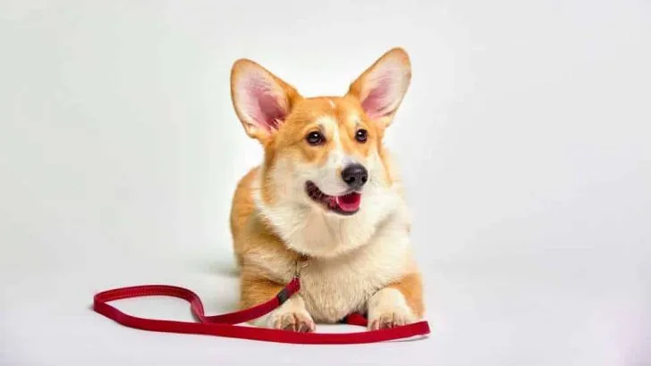 Are Corgis Good Off Leash?