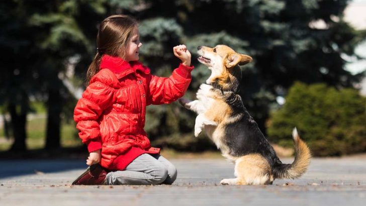 Are Corgis Good With Babies, Toddlers And Kids?