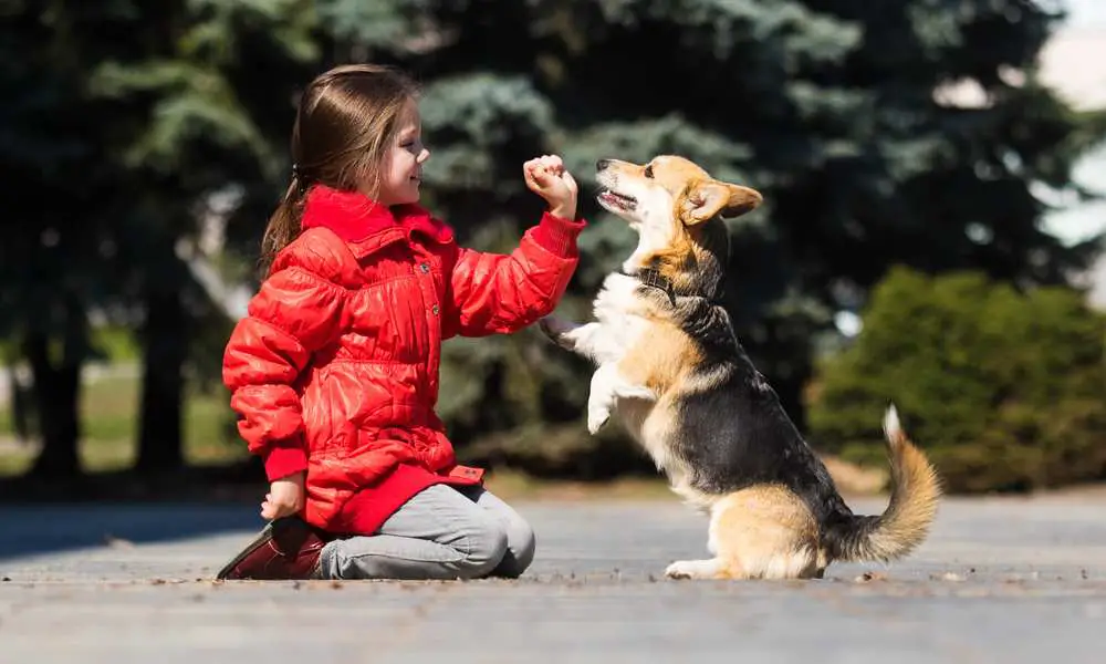 Are Corgis Good With Babies, Toddlers And Kids?