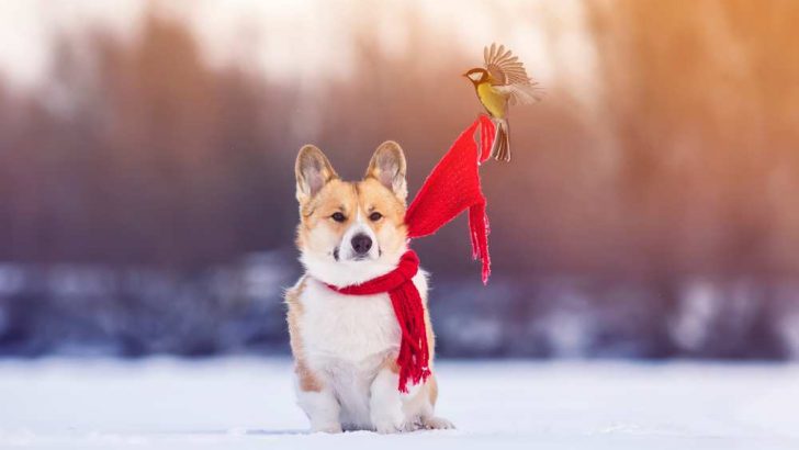 Are Corgis Good With Birds? Can They Be Matched?