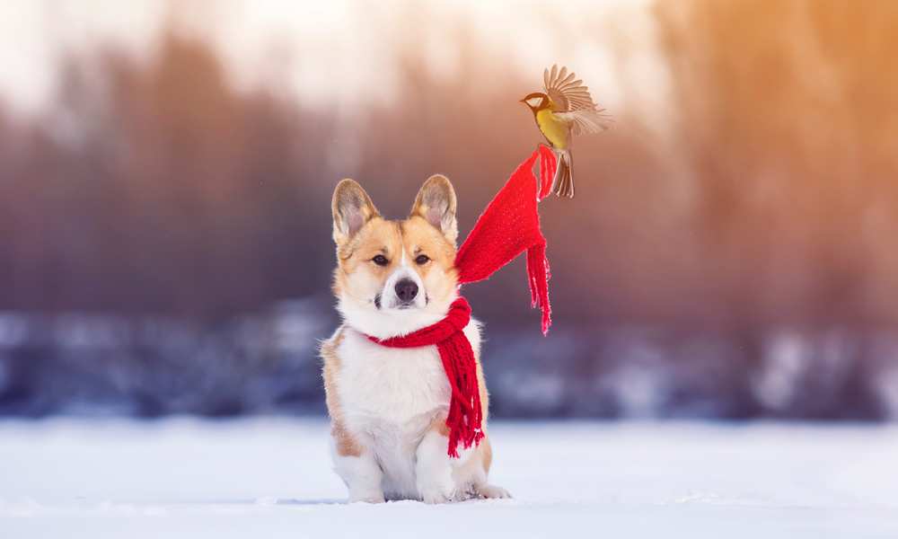 Are Corgis Good With Birds? Can They Be Matched?