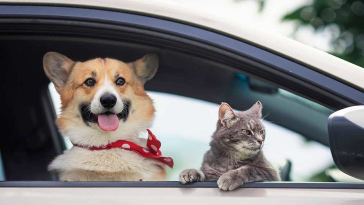 Are Corgis Good With Cats? Can Corgis Get Along With Cats?