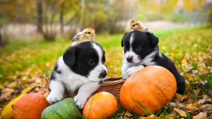 Are Corgis Good With Chickens? Will Corgis Protect Chickens?