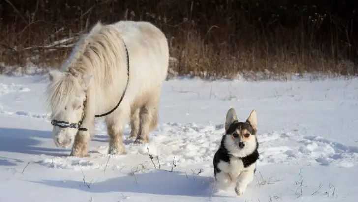 Are Corgis Good With Horses?