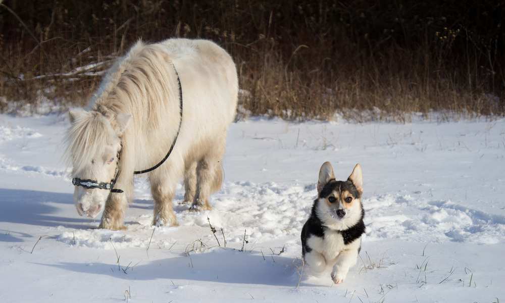 Are Corgis Good With Horses?