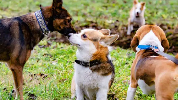 Are Corgis Good With Other Dogs? Do Corgis Like Other Dogs?