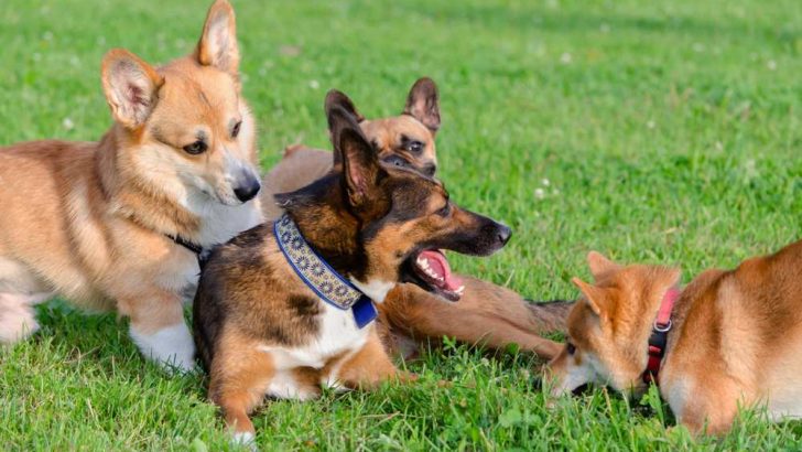 Are Corgis Good With Puppies? Will They Hurt Them?