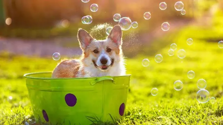 Are Corgis Hard To Maintain?