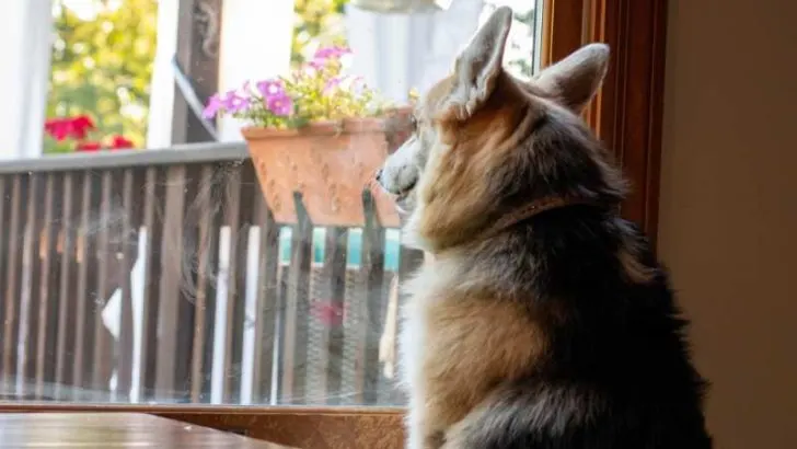 Are Corgis Inside Or Outside Dogs?