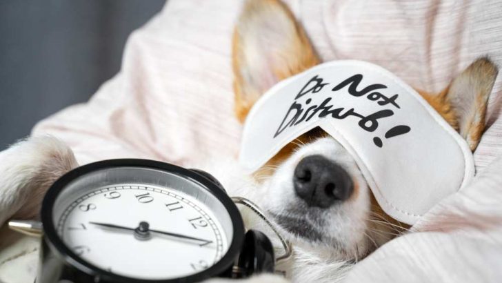 Are Corgis Lazy Dogs?