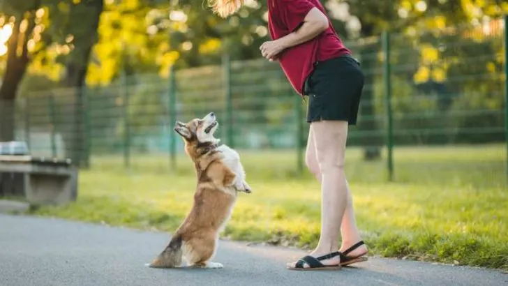 Are Corgis Loyal Dogs? Training Corgis To Be Loyal