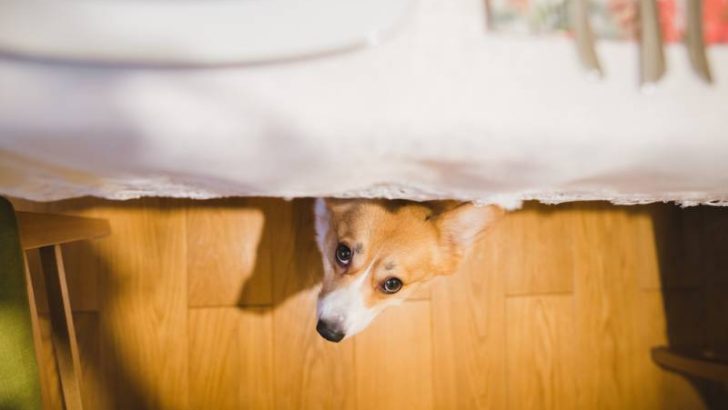 Are Corgis Nervous Dogs? What Causes Corgis To Be Nervous?