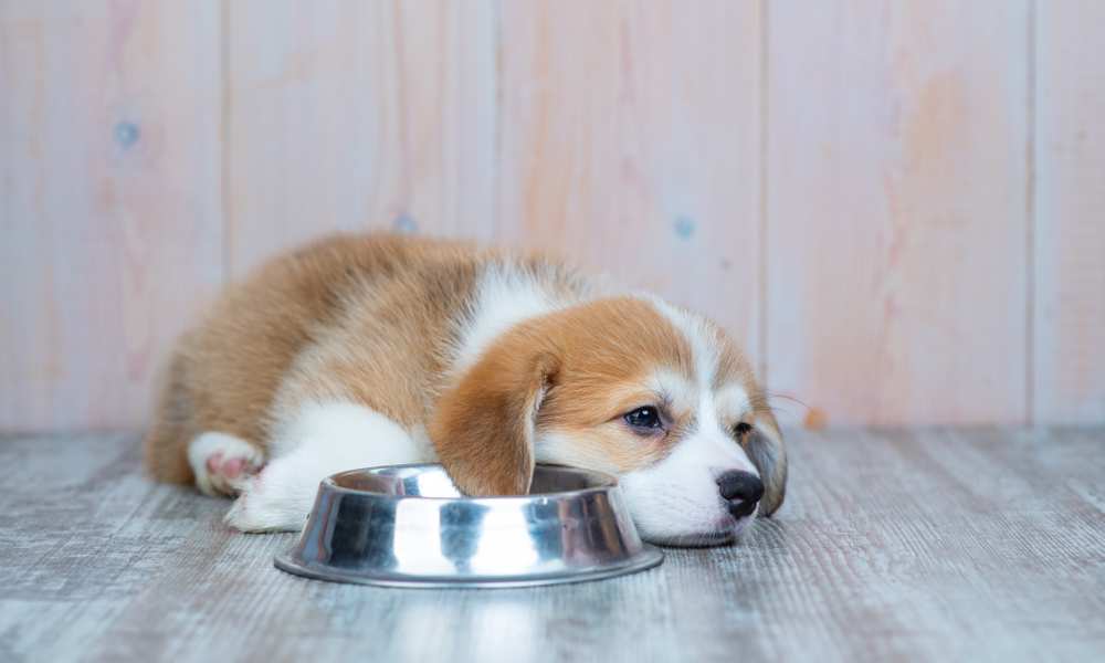 Are Corgis Picky Eaters? - Corgi Care