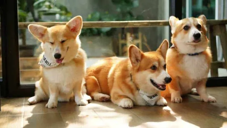Are Corgis Possessive?