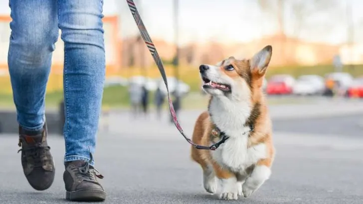 Are Corgis Prone To Anxiety? Are Corgis Anxious Dogs?