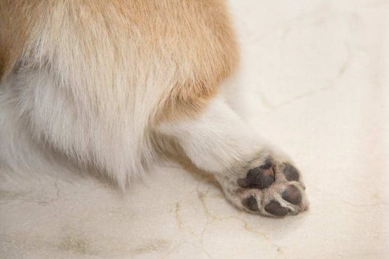 Do Corgis Have Knees Corgi Care do-corgis-have-knees-corgi-care