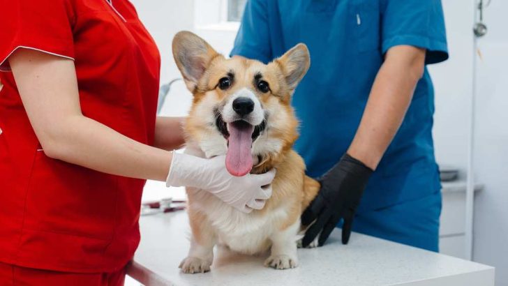 Are Corgis Prone To Joint Problems?