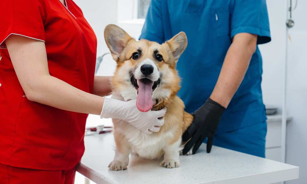 Are Corgis Prone To Joint Problems?
