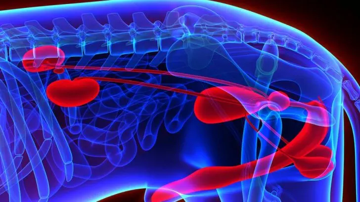 Kidney Disease: Are Corgis Prone To Kidney Failure?