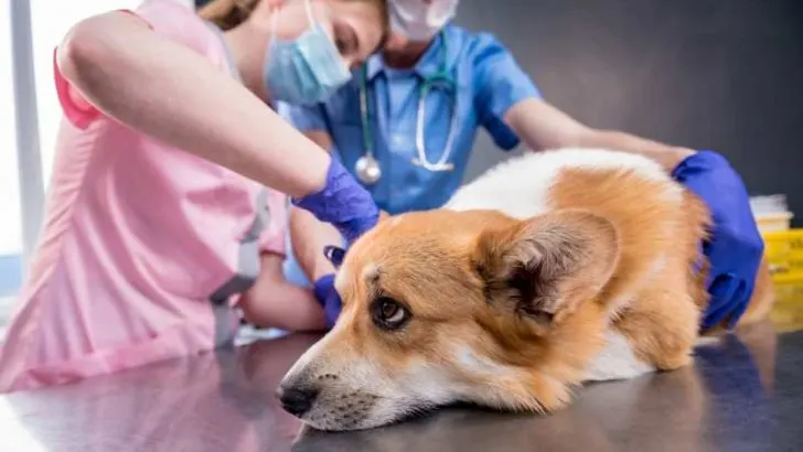 Pancreatitis In Corgis: Are Corgis Prone To Pancreatitis?
