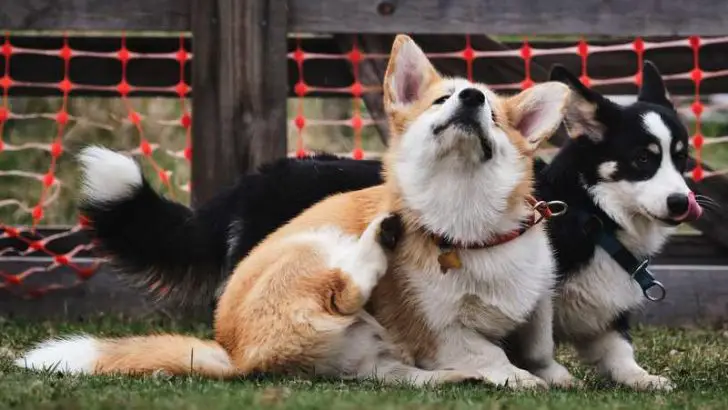 Are Corgis Prone To Scratching?