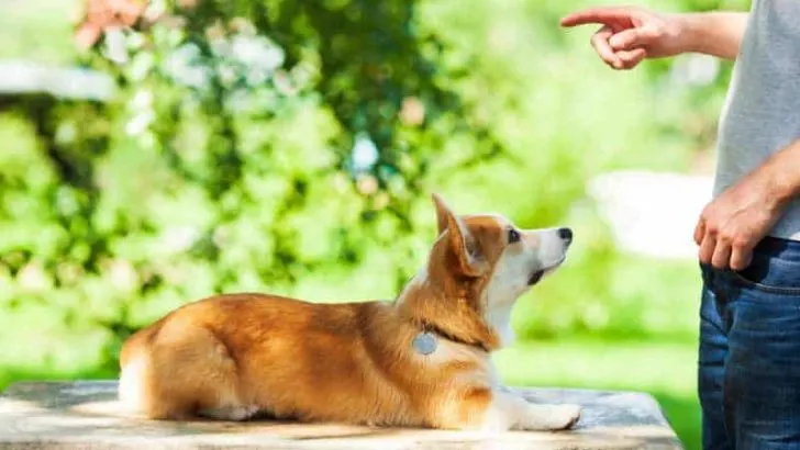 Are Corgis Trainable? How Long To Train A Corgi?