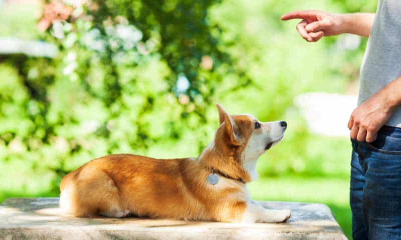 Are Corgis Trainable How Long To Train A Corgi Corgi Care