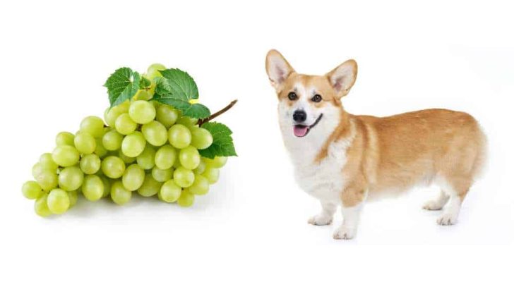 Are Grapes Bad For Corgis?