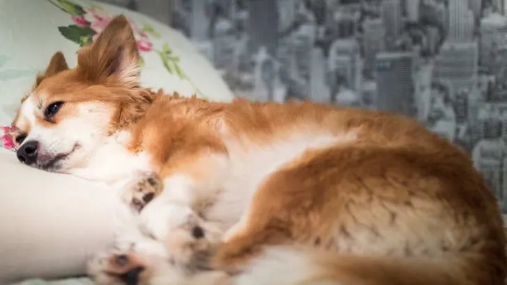 Do Corgis Get Arthritis? Are Corgis Prone To Arthritis?